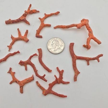 Picture for category Rough Coral