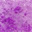 Picture of Delica Size 11 Seed Beads, Luminous Crazy Plum Neon - Dyed