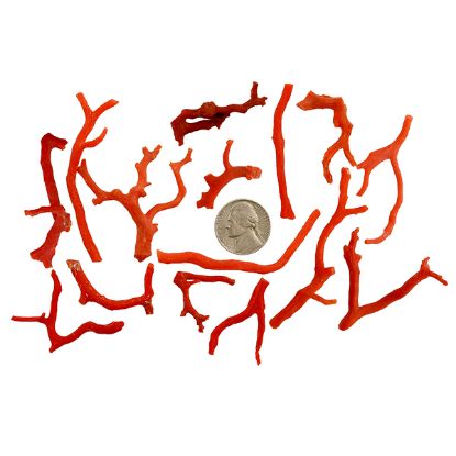 Picture of Rough Small Red Coral
