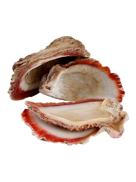 Rough Spiney Oyster Shell Slices